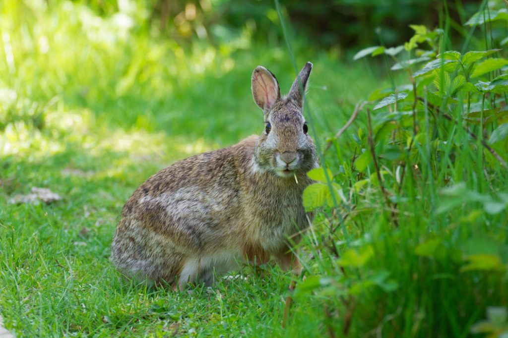 Rabbits Boarding