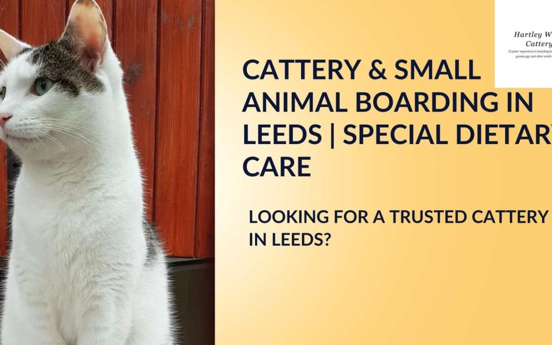 How Catteries Handle Cats with Special Dietary Needs