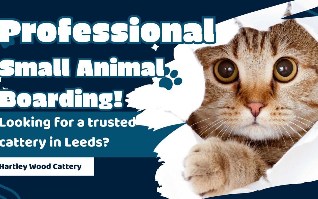 How Can Professional Cat Boarding Keep Your Pet Safe While You’re Away?